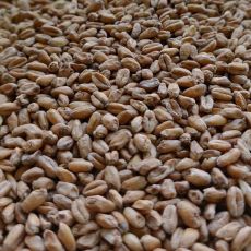 Røget hvedemalt (Eg) 4-6 EBC Bruntal 5 kg